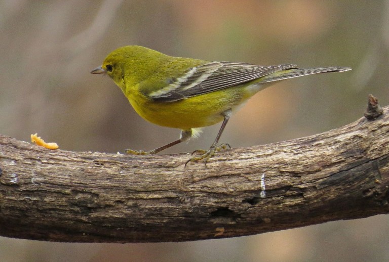 malewarbler