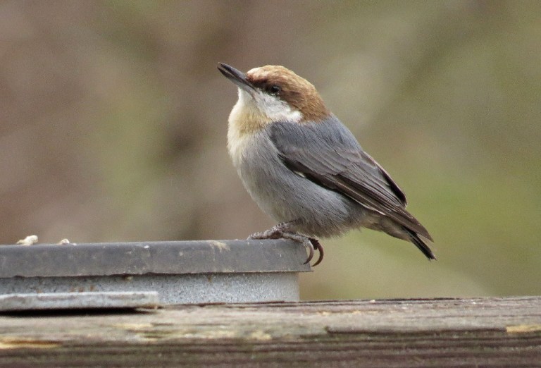 nuthatch2