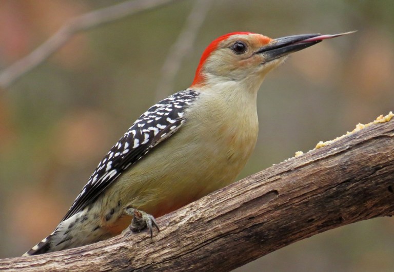 woodpecker