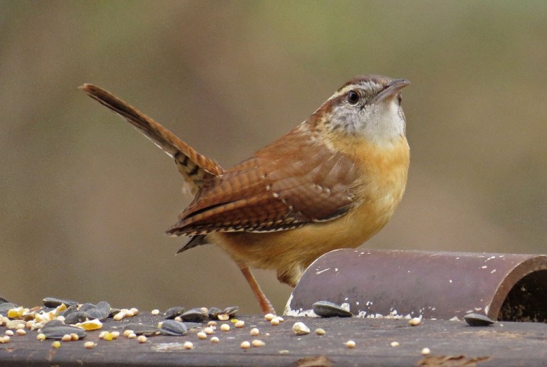 wren1