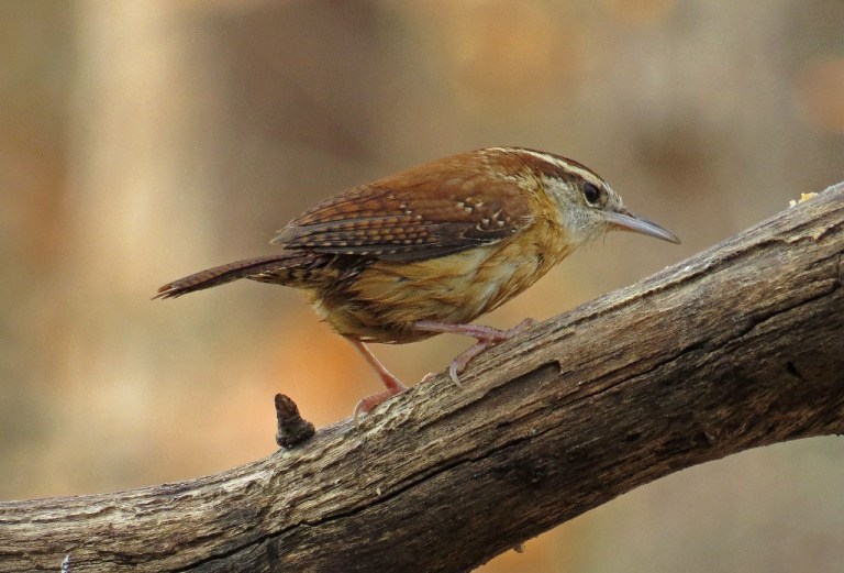 wren10
