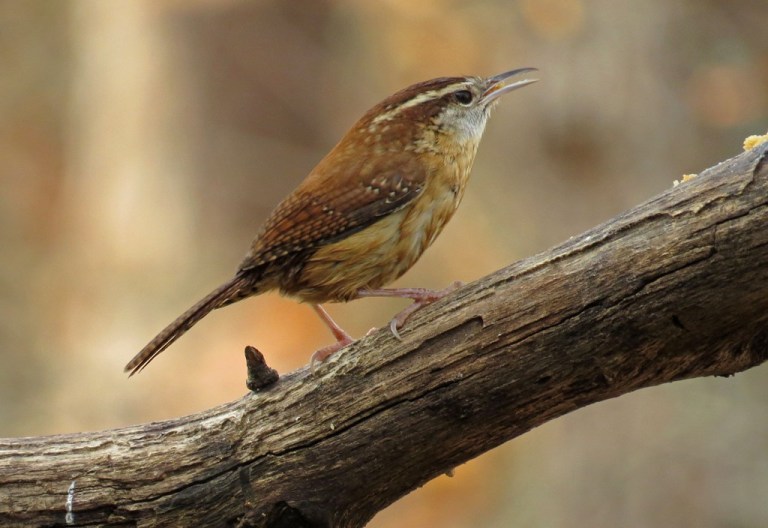 wren11