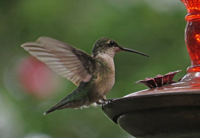 August - Ruby-throated Hummingbird