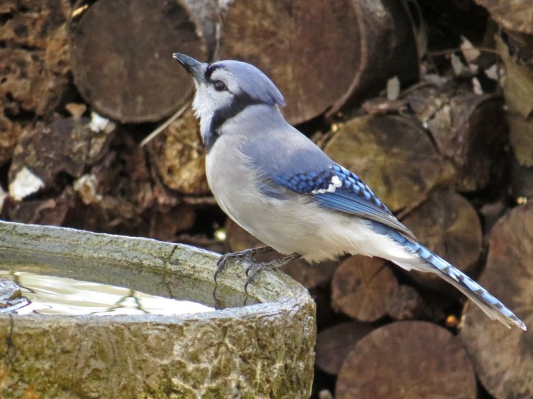 bluejay1