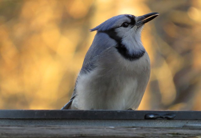 bluejay2