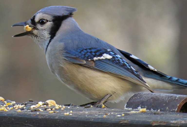 bluejay