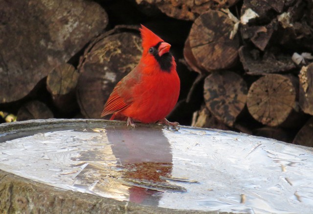 cardinal