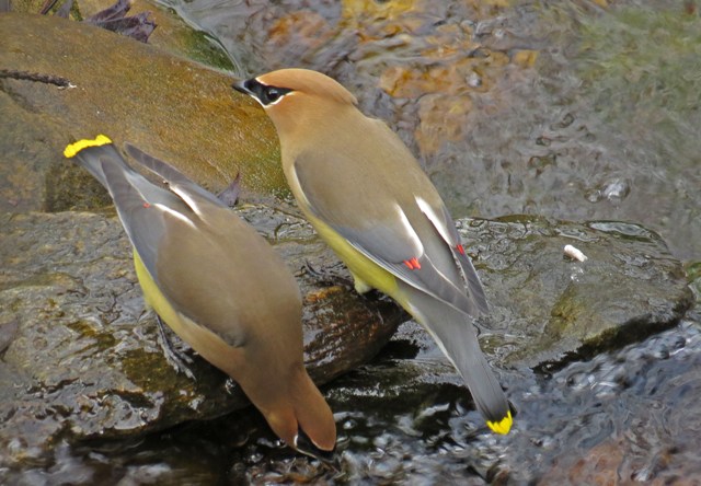 December - Cedar Waxwings