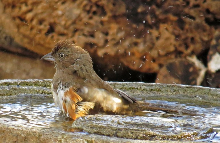 femaletowhee1