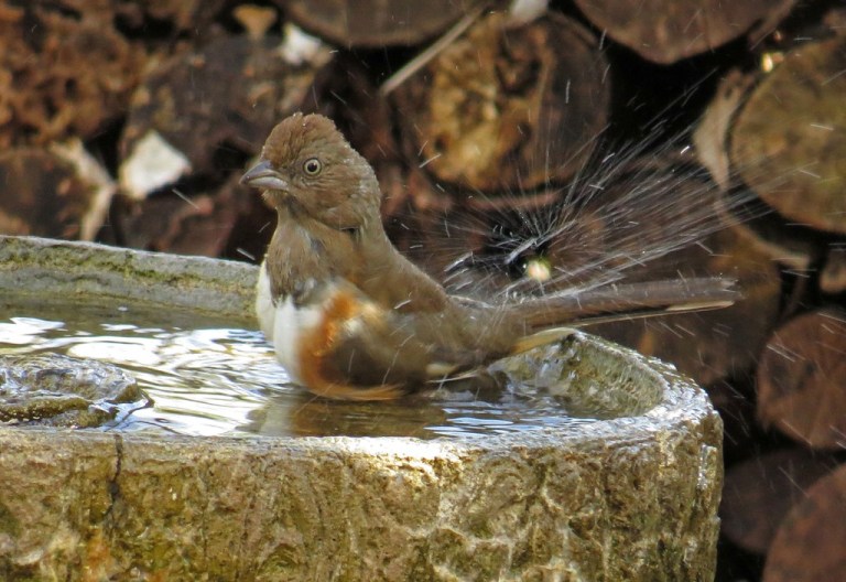 femaletowhee4