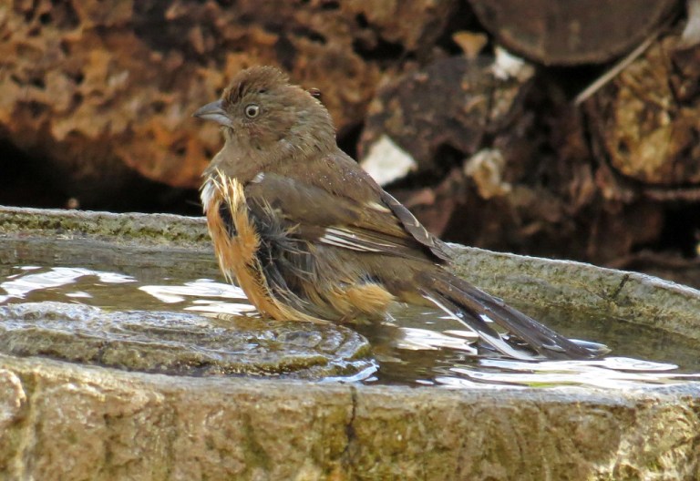 fenaletowhee5