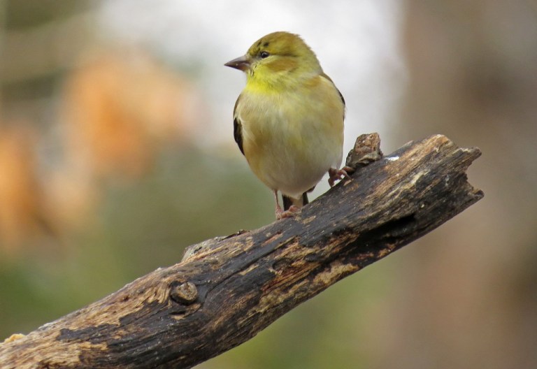 American Goldfinch