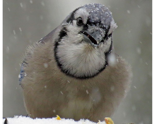 January - Blue Jay