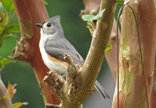 July - Tufted Titmouse