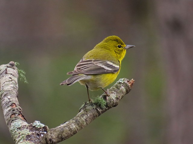 June - Pine Warbler