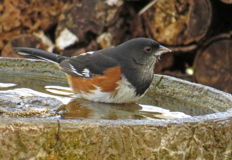 maletowhee1