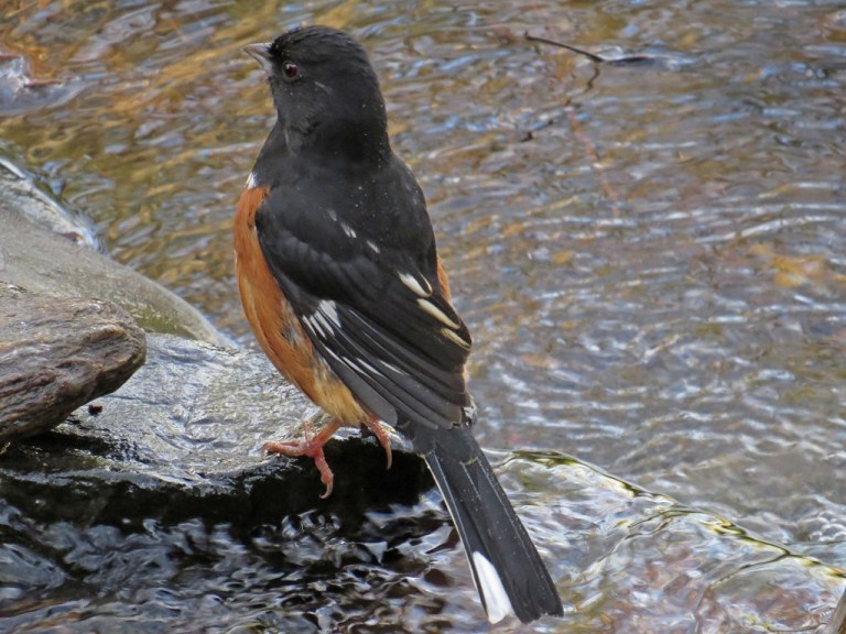 maletowhee2