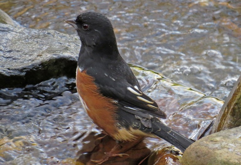 maletowhee3