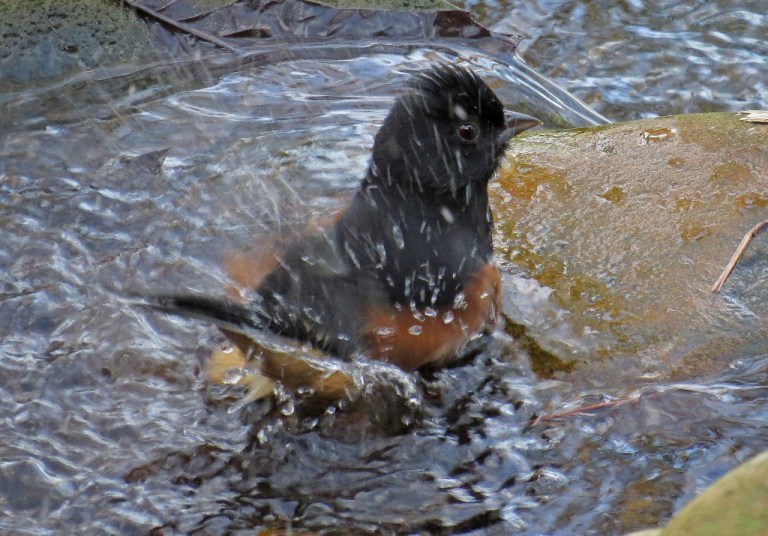 maletowhee4