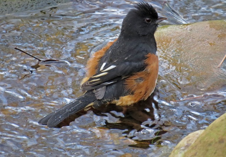 maletowhee5
