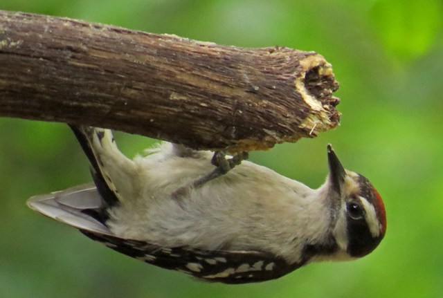 March - Downy Woodpecker