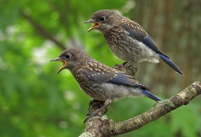 May - Eastern Bluebird babies