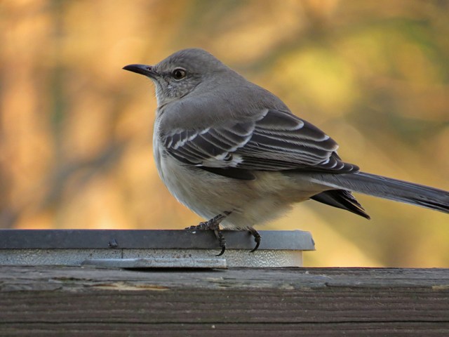 mockingbird