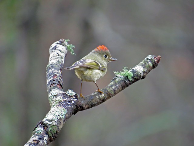 November - Ruby-crowned Kinglet