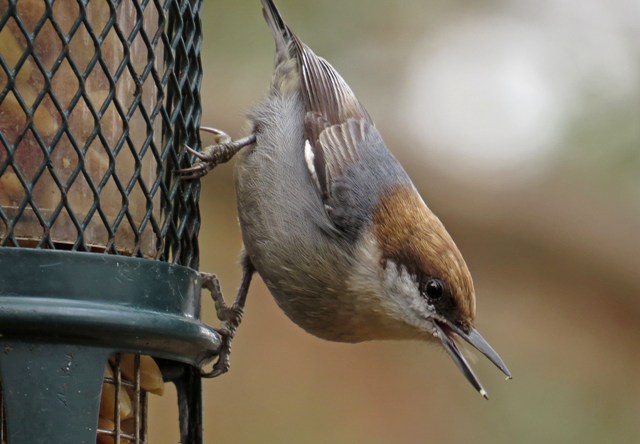 nuthatch1