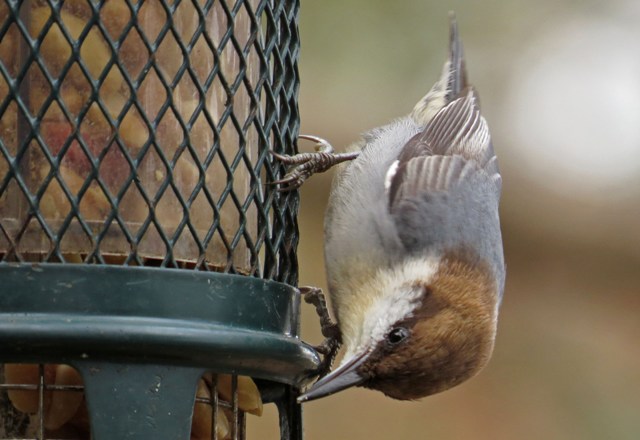 nuthatch2