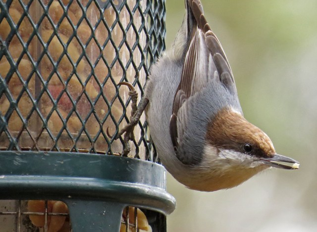 nuthatch3
