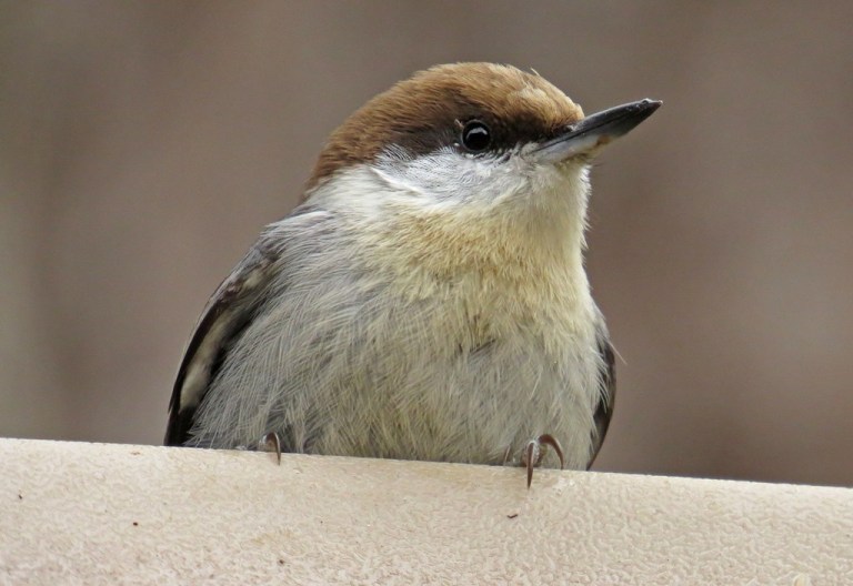nuthatch