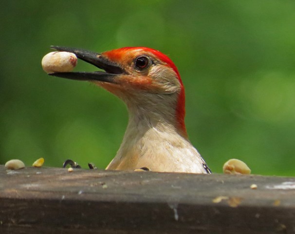 October - Red-bellied Woodpecker