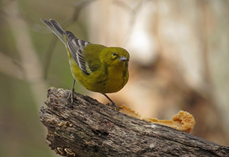 Male Pine Warbler