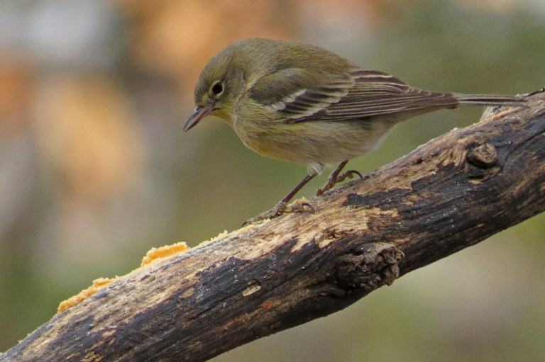 pinewarbler2