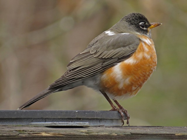 robin5
