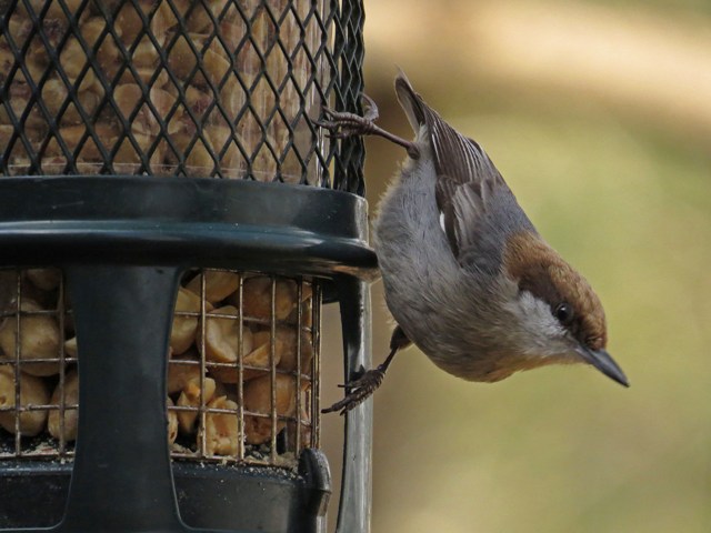 September - Brown-headed Nuthatch