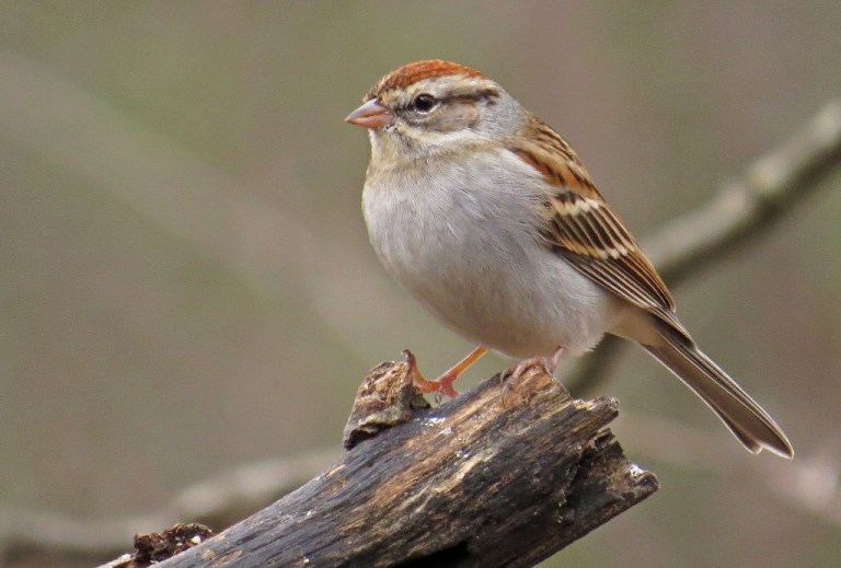 sparrow2