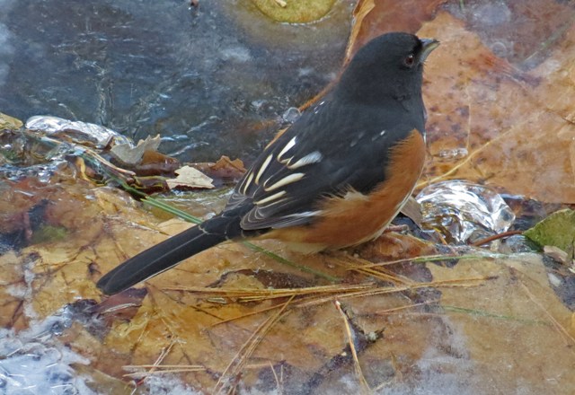 towhee
