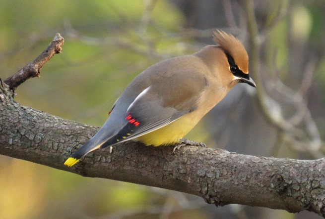 waxwing2