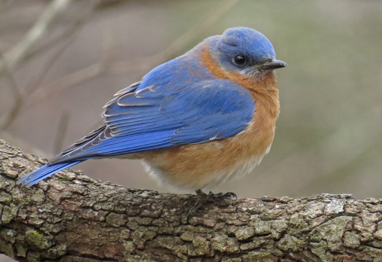 Eastern Bluebirds hung around all day, except when the Robins were bullying them.