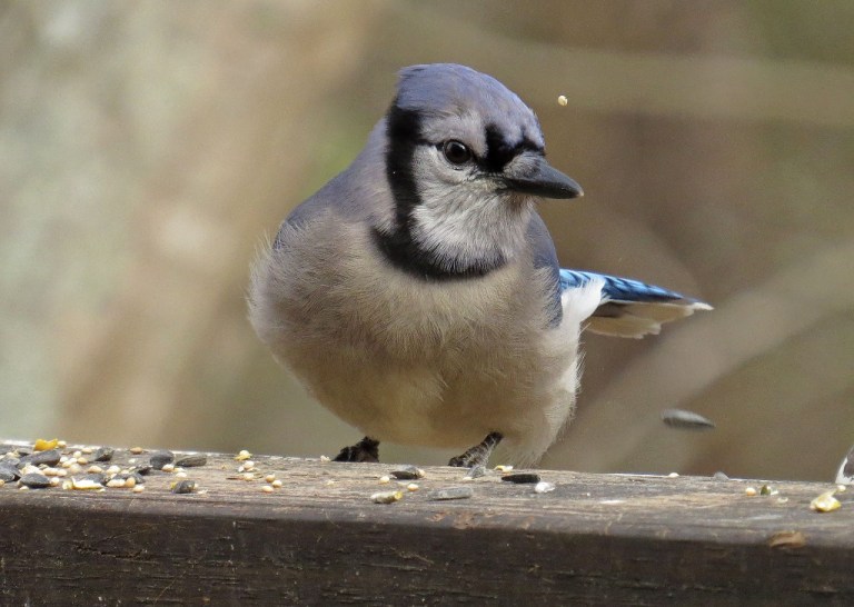 This handsome Blue Jay was sifting through seed in search of some peanuts.