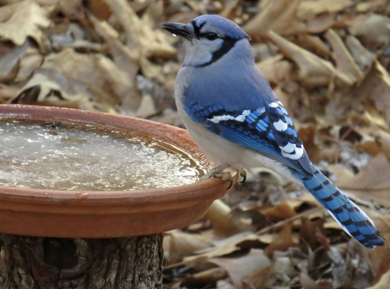 bluejay1