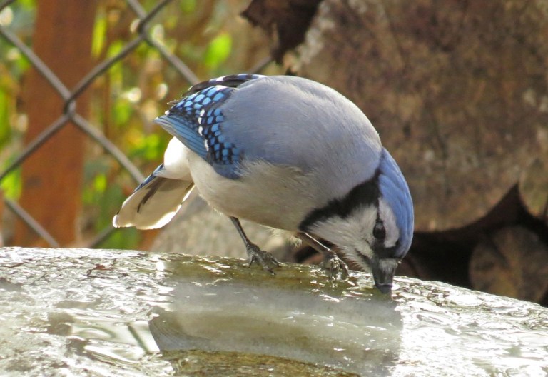 bluejay2