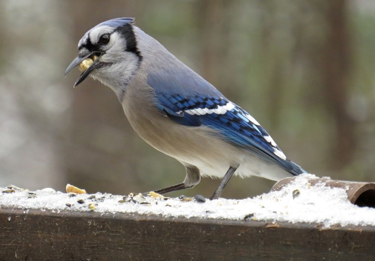 bluejay2