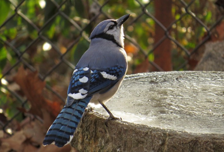 bluejay3