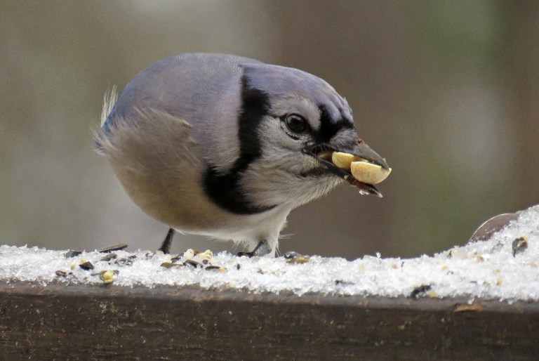 bluejay3