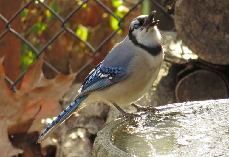 bluejay5