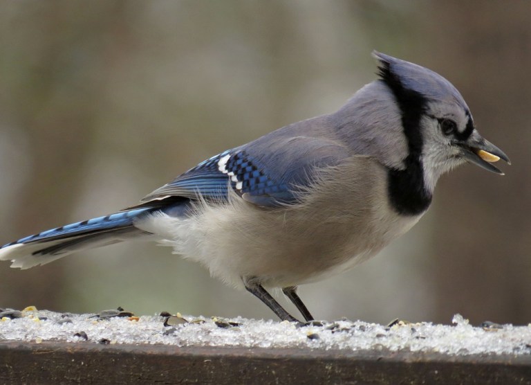 bluejay6