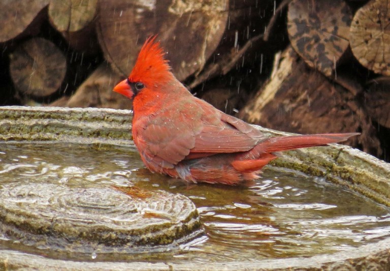 cardinal1